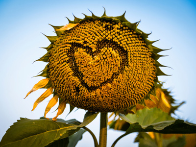 Grade 7 Science Basic anatomy, circulatory system, cardiovascular