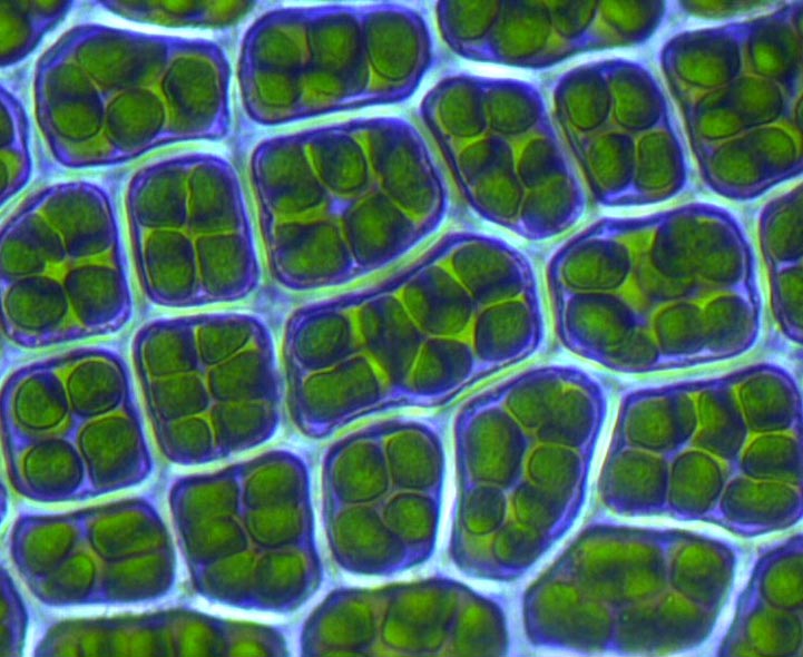 GCSE Cells | Revise Parts of Structure like Mitochondria