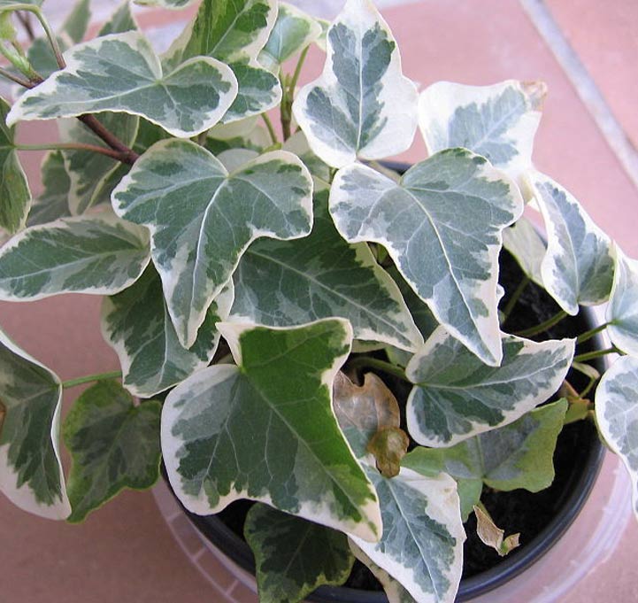 Houseplant Quiz to help Recognize and Identify the most ...