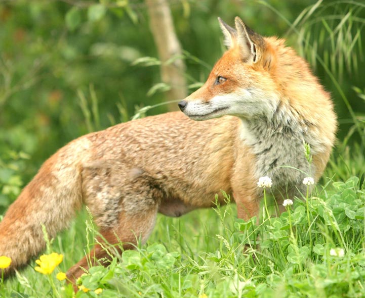 Do foxes eat rabbits?