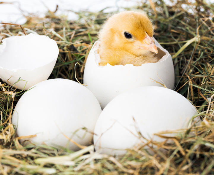 KS1 Animals Growth From Eggs To Babies To Adults