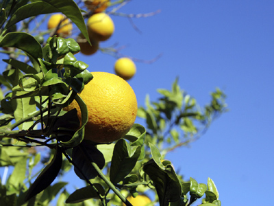 Flowering plants need to Flowering plants need to