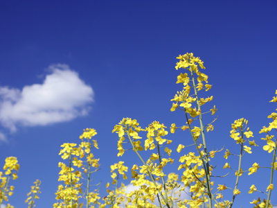 The Agricultural Revolution 02