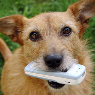 Education-Quizzes-Dog-And-Phone Education-Quizzes-Dog-And-Phone