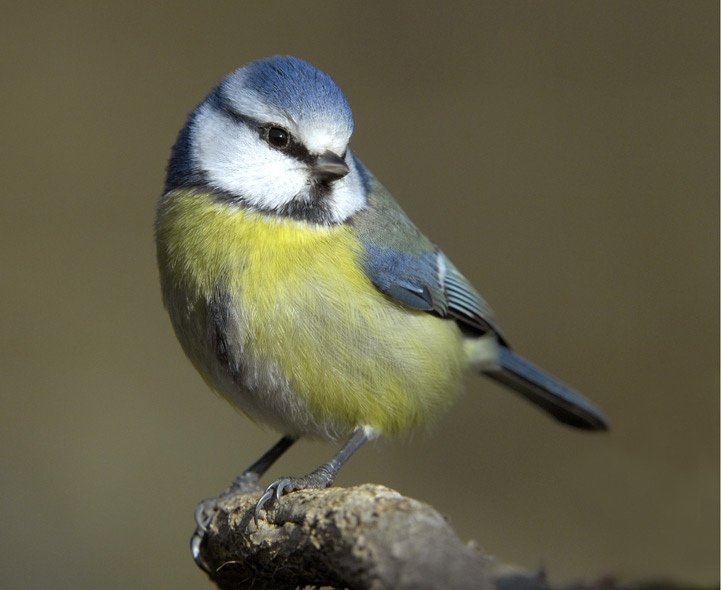 http://www.educationquizzes.com/library/Nature/BritishBirds/Blue-Tit-C.jpg