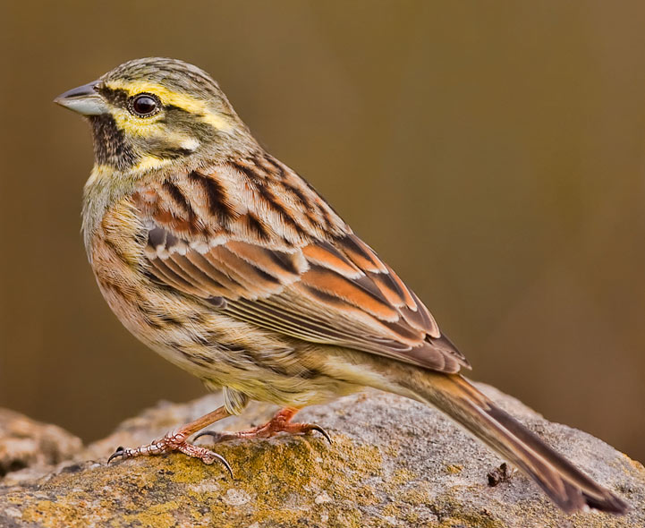 Cirl-Bunting-C.jpg