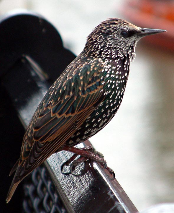 Bird Quizzes Buntings, Sparrows and Starlings