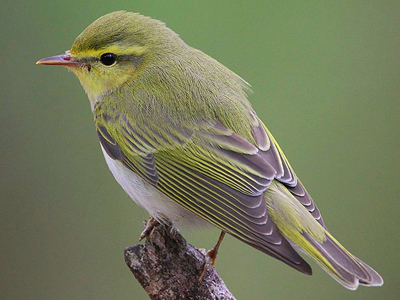 British Birds on British Birds   Warblers