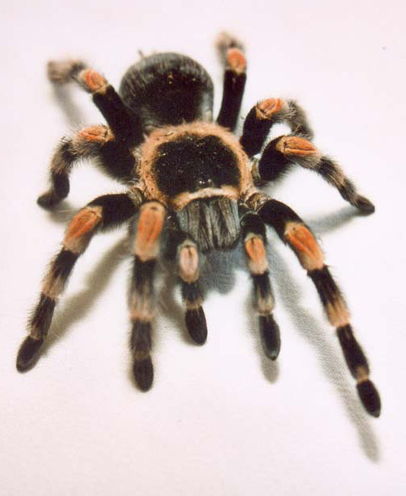 Mexican-red-knee-tarantula-C.jpg