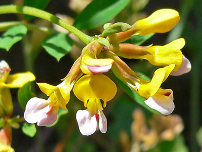Plants - Wildflowers 3