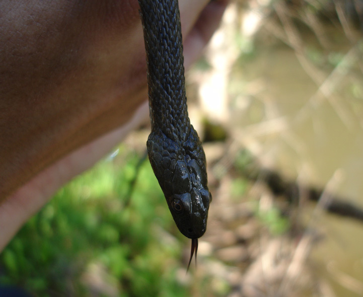 British Reptiles Picture Recognition Quiz with Slow worm, Adder