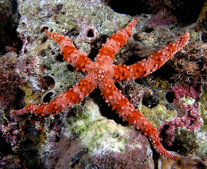 Invertebrates Picture Quiz including Starfish, Mussel, Octopus