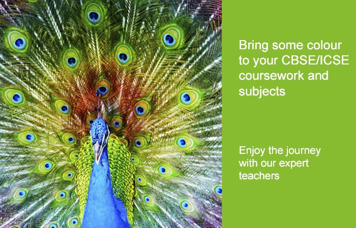 Peacock-Display Peacock-Display