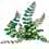 Ferns and Grasses Quizzes