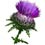 Weeds Quizzes