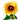 Plants Quizzes