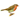 British Birds Quizzes