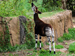 Okapi reaching up to eat leaves