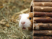 Guinea pig peeking out of log hut