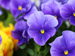 Blue and yellow pansies