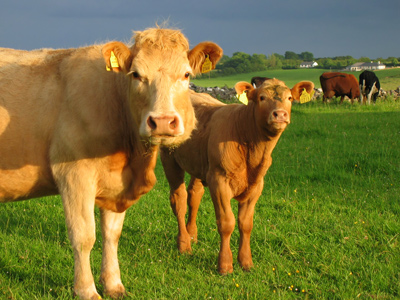 A herd of cows in a field