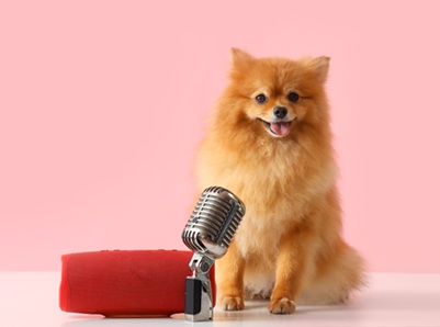 A fluffy orange dog sits in front of a microphone and red cushion, facing the camera against a plain pink background, as if ready to speak or perform.