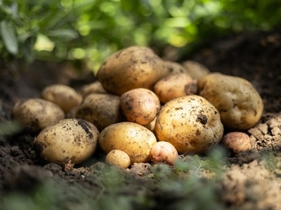 A child holding a smartphone near a potato plant, using an AI app to check for signs of disease. Sunlight filters through leaves in a garden or field.