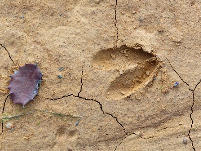 A close-up image of a deer hoof print on cracked earth, with a single fallen leaf beside it. The image is a natural setting, showing tracks left by a deer in the soil.