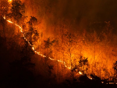 A nighttime view of a forested hillside with a bright line of wildfire burning through the trees, sending an orange glow and smoke into the dark sky.