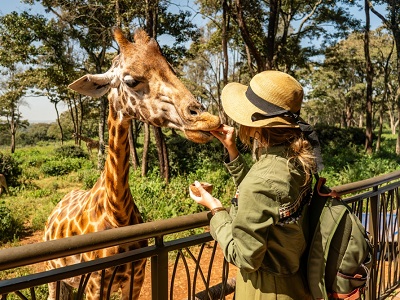 A young woman wearing a sun hat and backpack feeds a giraffe from a raised platform in a green, forested zoo enclosure, with another giraffe walking in the background.