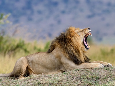 Male lion lying on a grassy mound in the savannah with its mouth wide open in a loud roar, showing its mane and teeth, with soft, blurred hills and sky in the background.