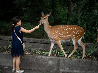 A young girl feeding a deer at a zoo, with a soft green forest background. The image captures a peaceful interaction between the girl and the deer, showcasing the beauty of nature and wildlife in a serene setting.