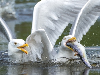 Two seagulls flapping in water, one holding a large fish, resembling the chaotic energy of AI-generated seagull art at the Liverpool Biennial.