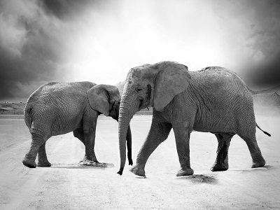 Two elephants walking across a dry plain under dramatic skies, one facing forward and one facing sideways, symbolising strength and partnership.