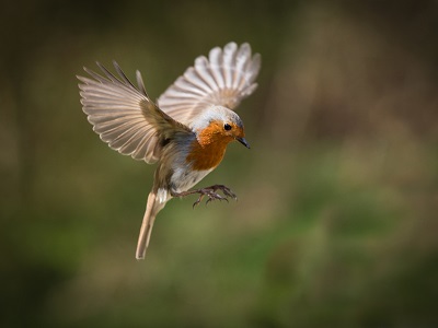A European robin in mid-flight with wings fully spread, hovering above a blurred natural background of green and brown, captured in sharp detail.