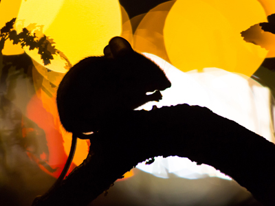 Mouse in silhouette sitting on a branch