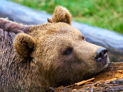 Brown Bear Sleeping on Tree