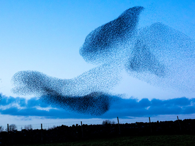 Murmuration of starlings against a blue sky