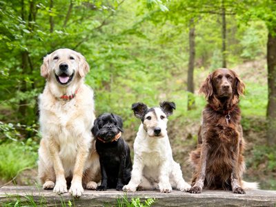 Four dogs sitting in a row in the wood