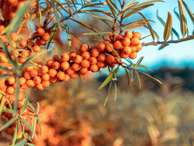 Orange berries on a tree