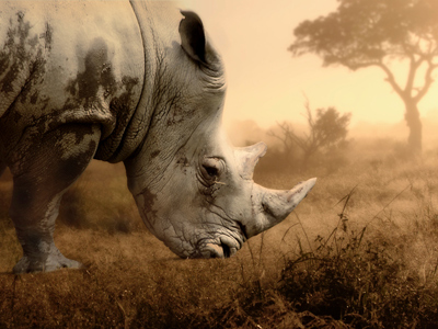 Rhinoceros in Africa in sepia colors