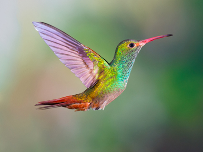Colourful rufous-tailed hummingbird flying