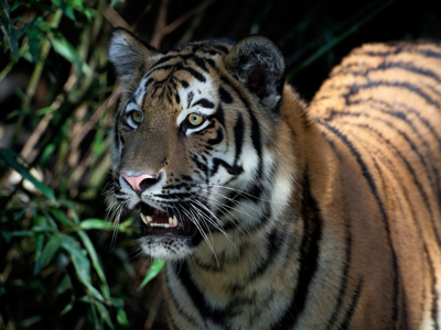 A tiger blending in with its jungle environment