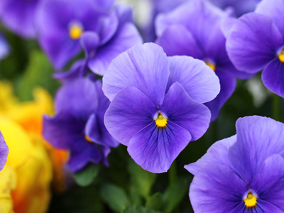 Blue and yellow pansies