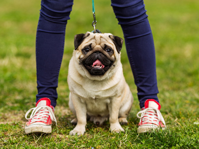 Pug dog sitting between a pair of legs