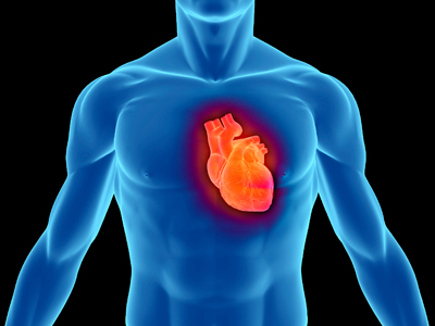 Unit 3 - Circulatory System