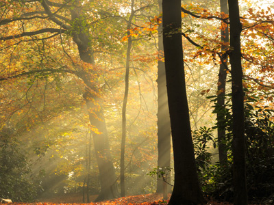 Autumn forest with sunlight through trees