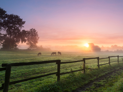 Horses in a field on a misty morning