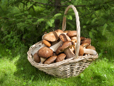 A basket of mushrooms