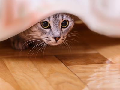 Cat hiding under bed